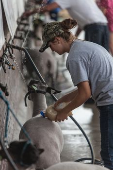 DES MOINES, IA /USA - AUGUST 10: Unidentified young woman putting lotion on sheep at Iowa State Fair on August 10, 2014 in Des Moines, Iowa, USA.