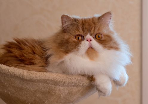 House Persian kitten of a red and white color on simple background