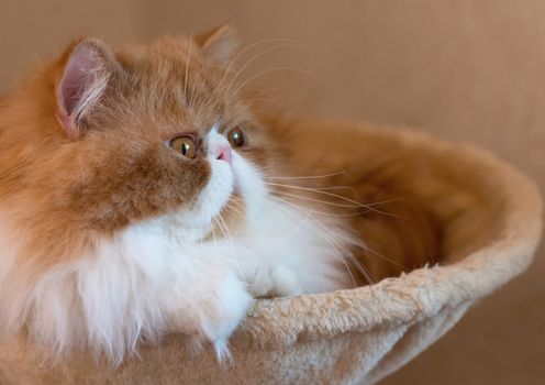 House Persian kitten of a red and white color on simple background