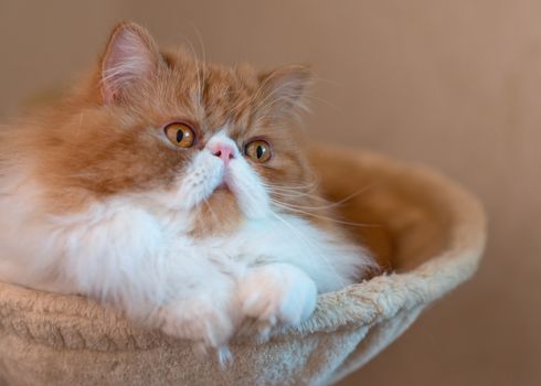 House Persian kitten of a red and white color on simple background