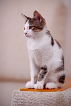 Kitten on a sofa. Not purebred kitten. Small predator. Small cat.