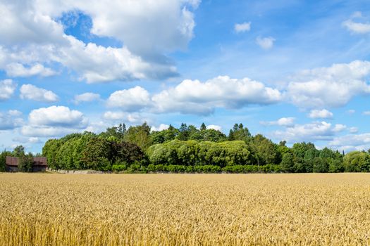 Wheatfileld and an old barn under the blue cloudy sky