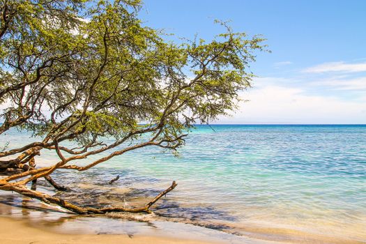 Tree growing over ocean in the beautiful Maui beach in Hawaii