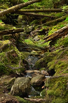 The primeval forest with mossed ground and the creek - HDR
