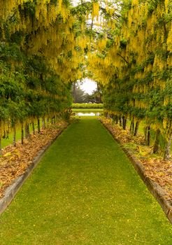 Lawn grass pathway leads through a flowering laburnum arch with delicate yellow blossoms towards a fountain