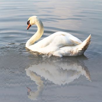 Swan on lake