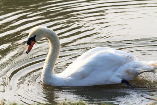 Swan on lake