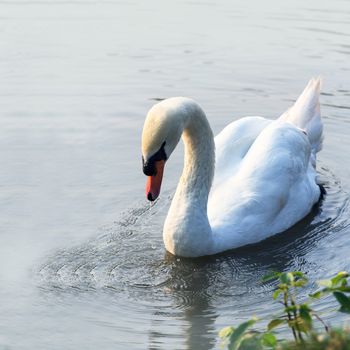 Swan on lake