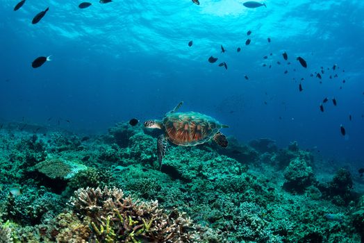 green turtle on coral reef sipadan island sabah borneo