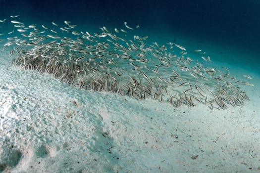 Eel catfishes (Plotosus lineatus)