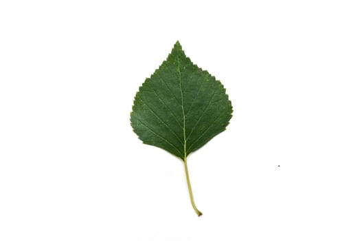 Isolated leaf of birch on white background