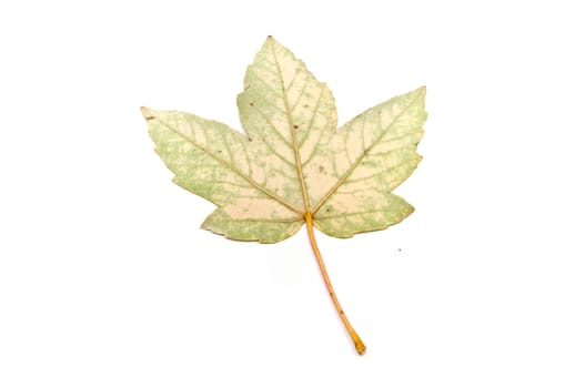 Isolated leaf of acer sycamore  on white background
