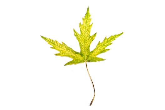 Isolated leaf of  acer on white background