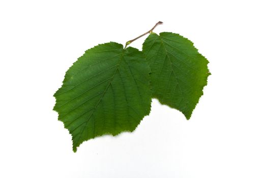 Isolated leaves of  linden on white background