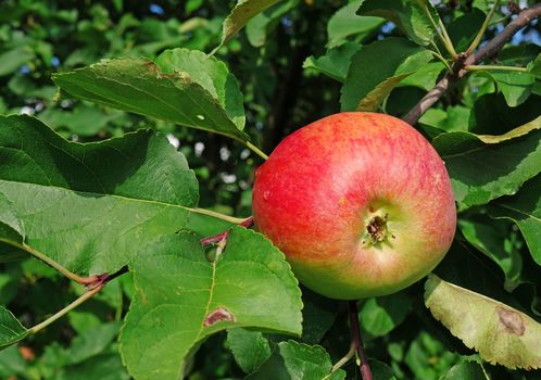 Apple on a branch in a garden