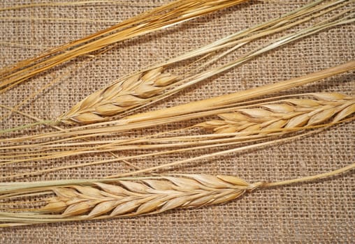 Three ripe wheat spikelets on sacking