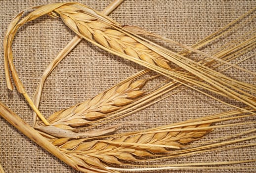 Three ripe wheat spikelets on sacking