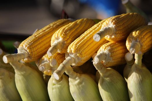 Ears of fresh yellow sweet corn