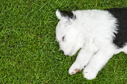 Old english sheepdog puppy sleeping on the lawn