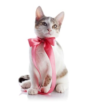 Kitten with a bow. The kitten with a pink tape. Multi-colored small kitten. Kitten on a white background. Small predator. Small cat.