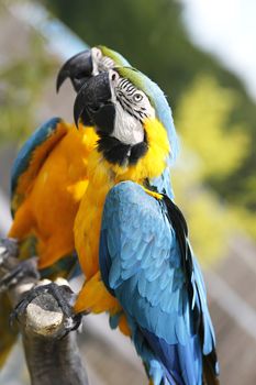 Two parrots in the Safari park