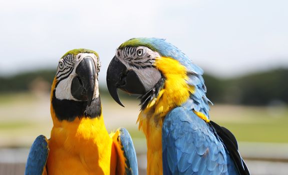 Two parrots in the Safari park