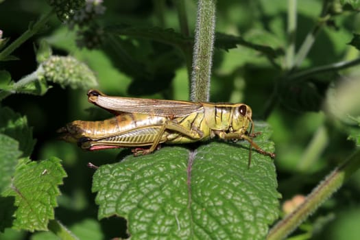 Grasshopper female warming in early morning sun