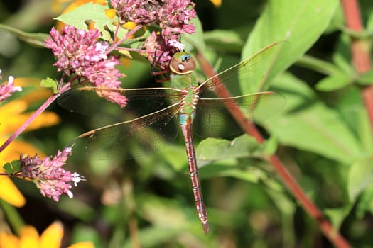 Green Darner Dragonfly warming in early morning sun