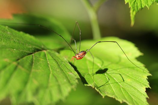 Harvestman warning in morning sun on leaf