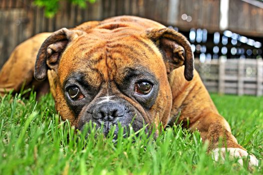 Pure bred boxer dog portrait close-up on natural background.