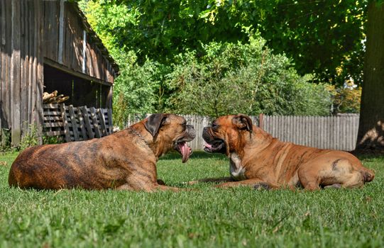 Two boxer dogs lying and looking each other.