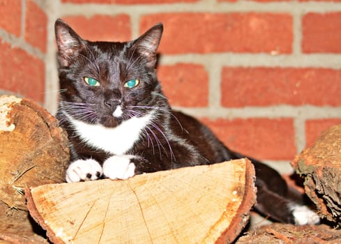 Blacj cat (almost) lying on a chopped wood.