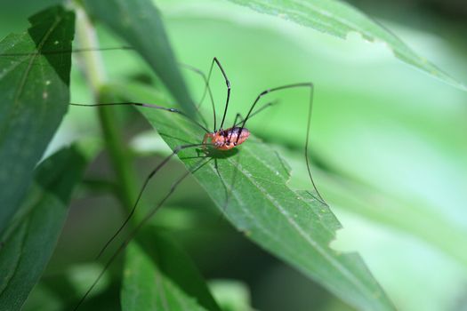 Harvestman warning in morning sun on leaf