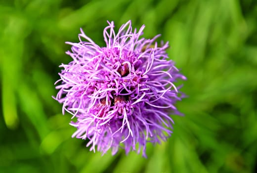 Gayfeather flower (liatris spicata) view of the top on natural blurry green background.