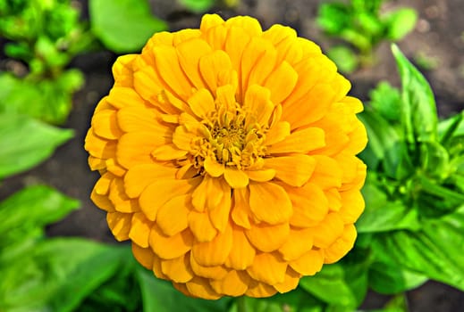 A yellow zinnia elegans flower close up taken on a blurry natural background.