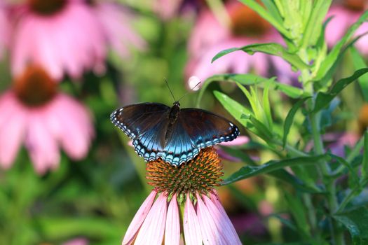Red-spotted Purple Butterfly on purple cone flower in morning sun