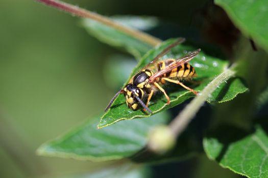 Saxon Wasp warming on leaf in morning sun