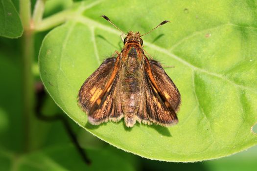 Skipper Butterfly warming on leaf in morning sun