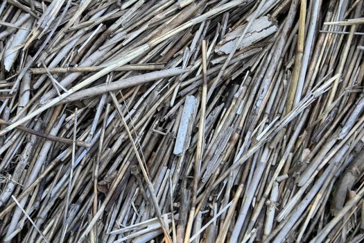 Fallen reeds Texture background