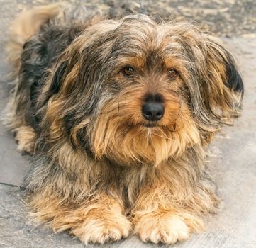 Portrait of a beautiful dog 