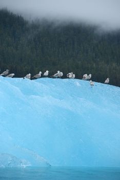 birds with blue iceberg floating in alaska