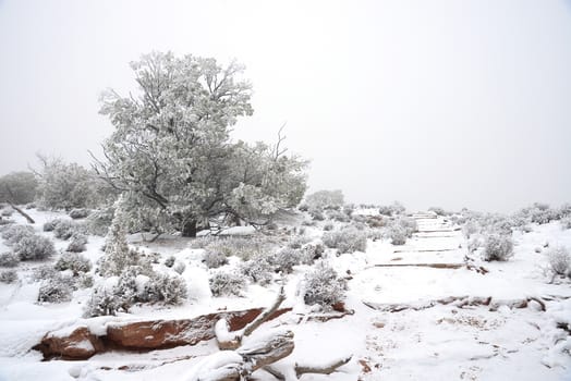 tree decorated with fresh snow from winter storm