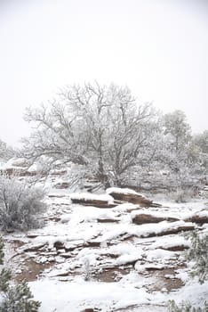 tree decorated with fresh snow from winter storm