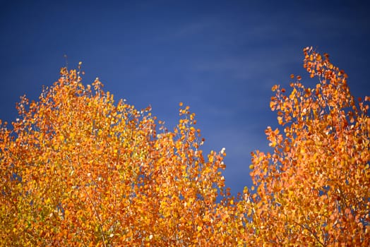 orange aspen leaves with blue sky