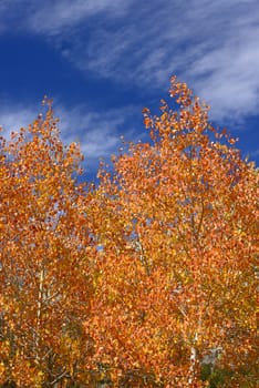 orange aspen leaves with blue sky