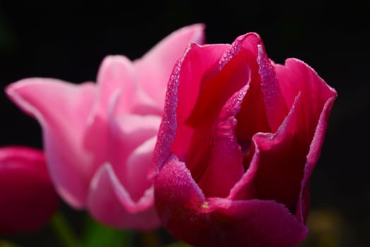 tulip in flower field in oregon