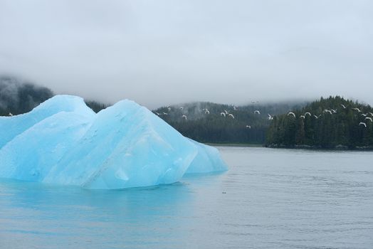 blue iceberg floating in alaska