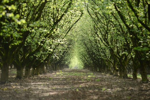 tree row in a farm