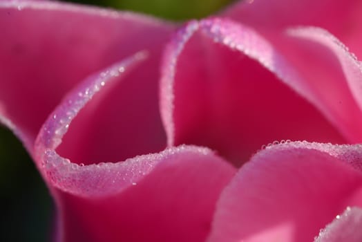 tulip in flower field in oregon