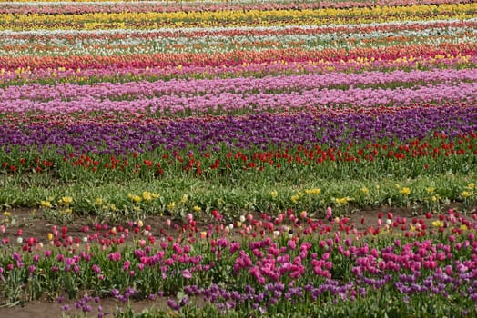 tulip in flower field in oregon